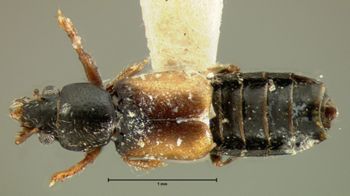 Media type: image;   Entomology 6544 Aspect: habitus dorsal view